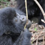  Gorilla (Congo)